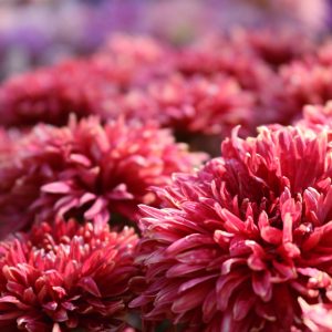 Bulbs for Autumn Colour