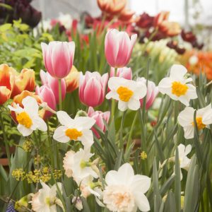 Bulbs for Spring Colour