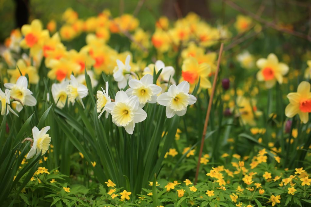 Daffodils blooming in a Spring garden