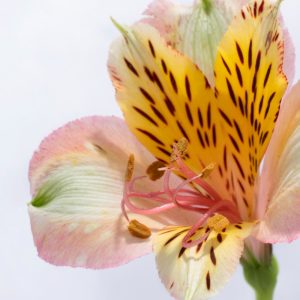 Guernsey lily with pink petals and striped a flower for autumn colour