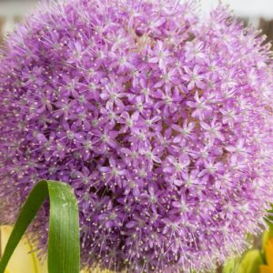 Bulbs for Summer Colour