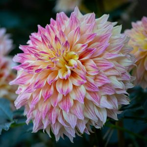 Dahlia Candyfloss with pink and tangerine petals