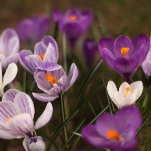 A patch Crocus Yellowbelly growing in a garden