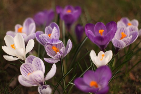 A patch Crocus Yellowbelly growing in a garden