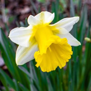 Daffodil snow tipped with variegated white and yellow petals