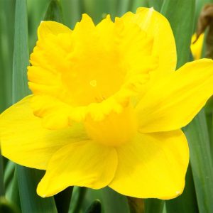 Giant Yellow Daffodil