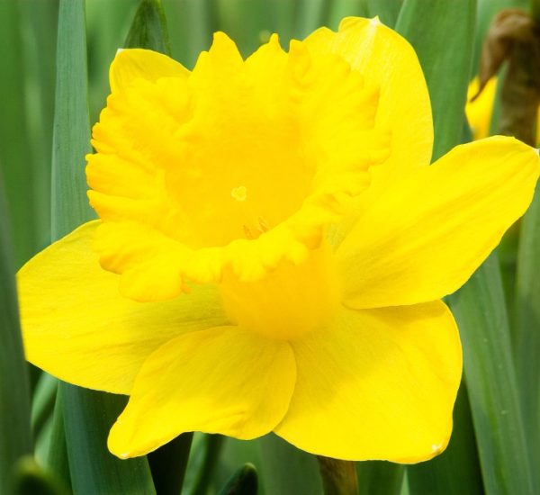 Giant Yellow Daffodil