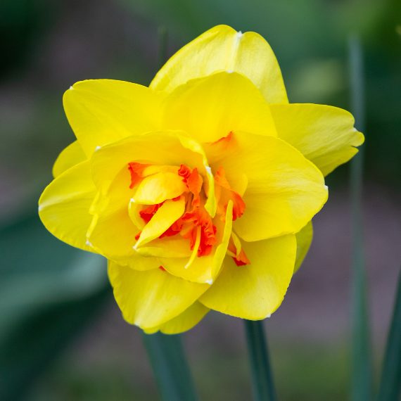Daffodil Multi Colour Supreme with orange stamens