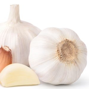 Garlic Carcassone bulbs