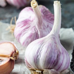 Garlic Purple Rein bulbs