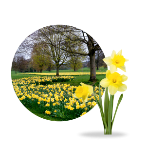 Time to plant bulbs for Spring colour!