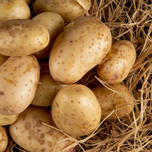 Crop of Maris Piper Potatoes om a bed of straw