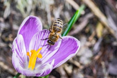 Small bee collecting nectar from a purple crocus