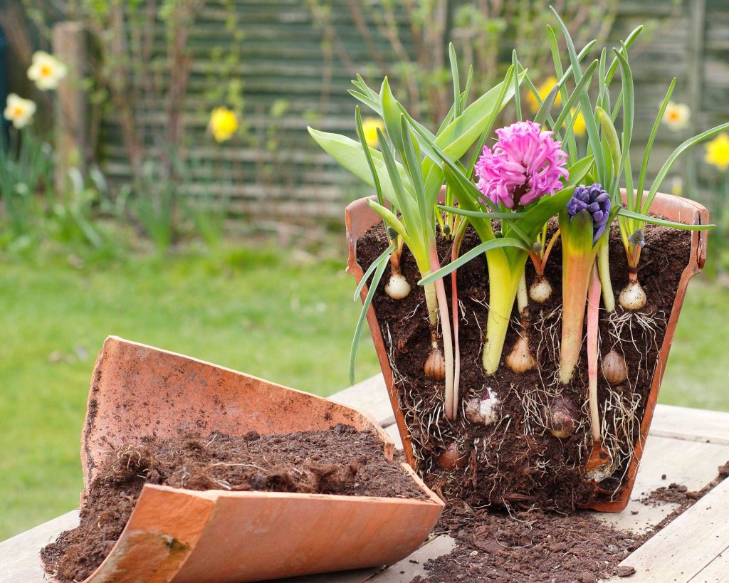 Cross section of a terracotta pot showing bulb lasagne