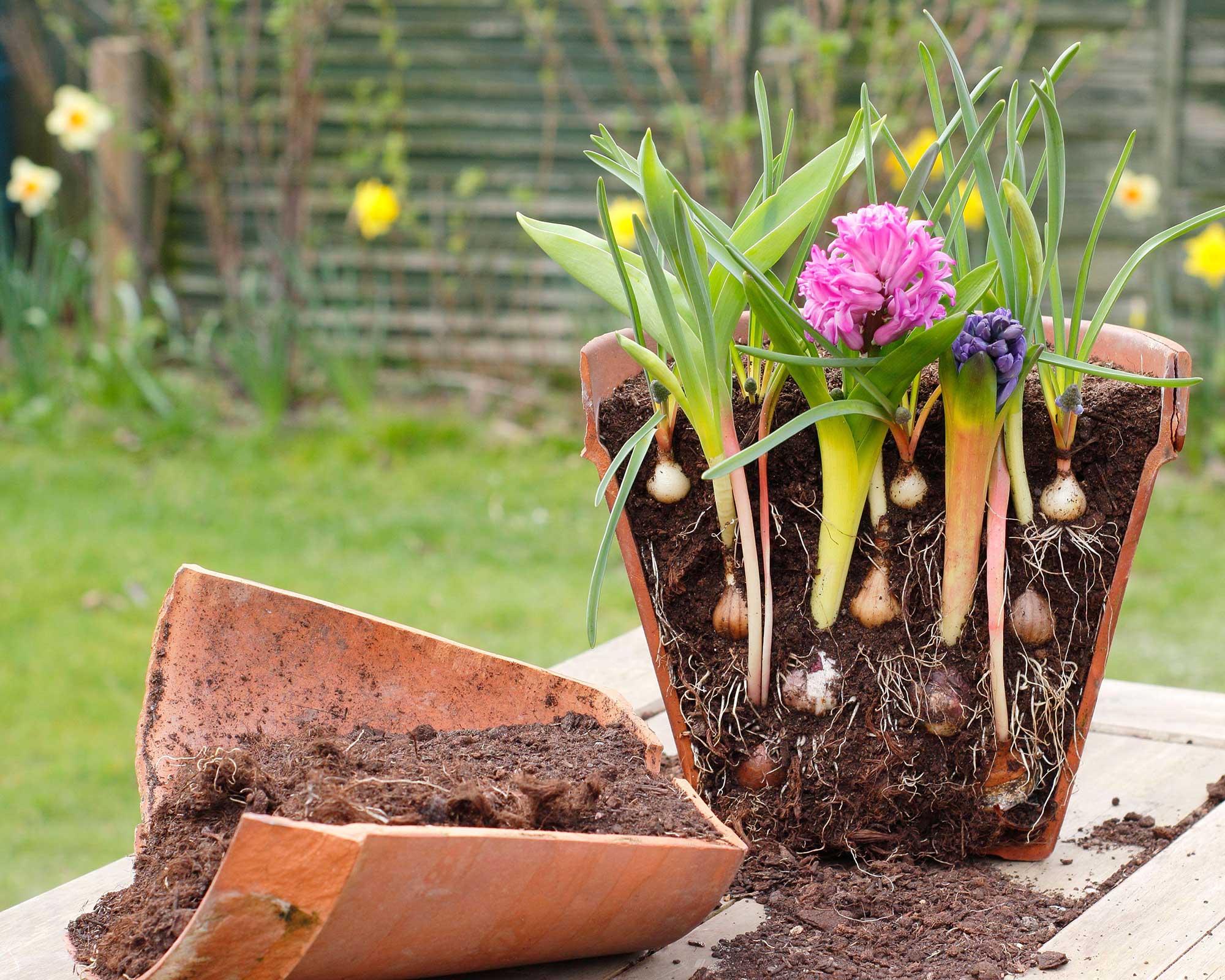 Cross section of a terracotta pot showing bulb lasagne